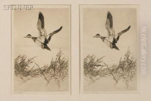 Impressions Of
Widgeon Rising by Frank Weston Benson