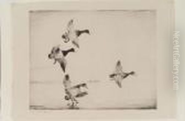 In Dropping Flight - view 1