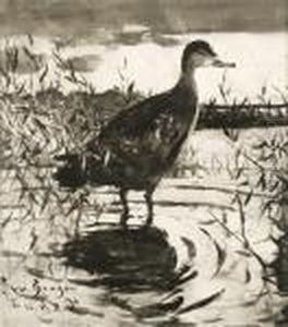 Black Duck Wading Inthe Shallows