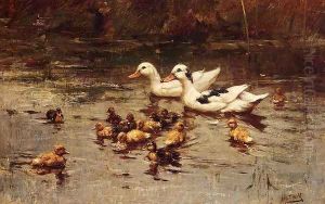 Ducks Having A Swim
