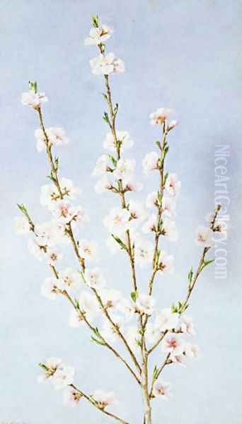 Peach Blossoms by John William Hill