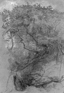 Study of tree hit by lightning, in a forest