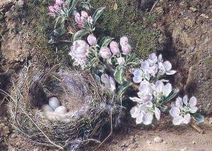 Branch of Apple Blossom and Birds Nest by William Henry Hunt