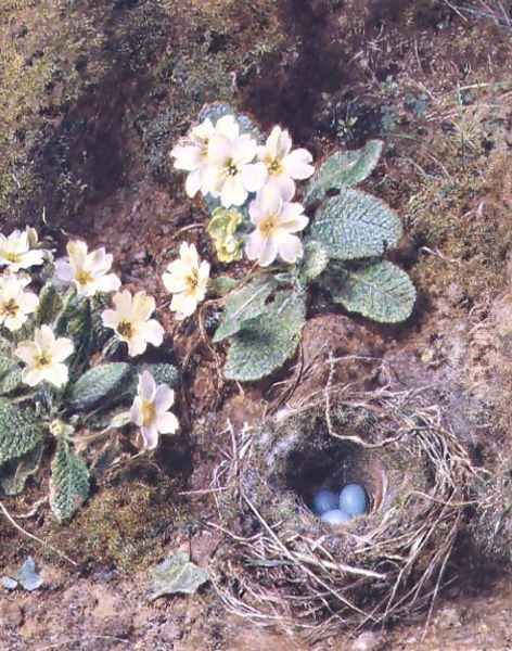 Primroses and Birds Nest with Three Blue Eggs - view 1