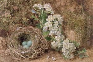 May Blossom and a Hedge Sparrows Nest