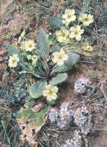 Bank of Primroses and Blackthorn by William Henry Hunt