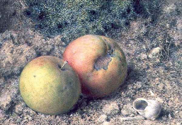 Still life with two apples and a snail shell - view 1