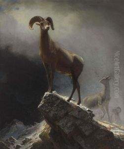 Rocky Mountain Sheep Or Big Horn, Ovis, Montana by Albert Bierstadt