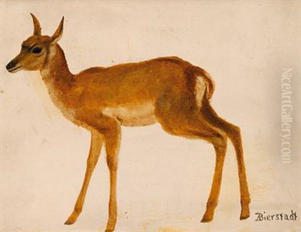 Study Of A Deer - view 1