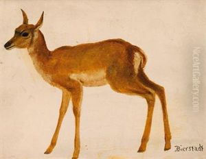 Study Of A Deer by Albert Bierstadt