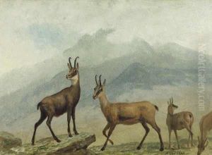 'chamois, Switzerland'' by Albert Bierstadt