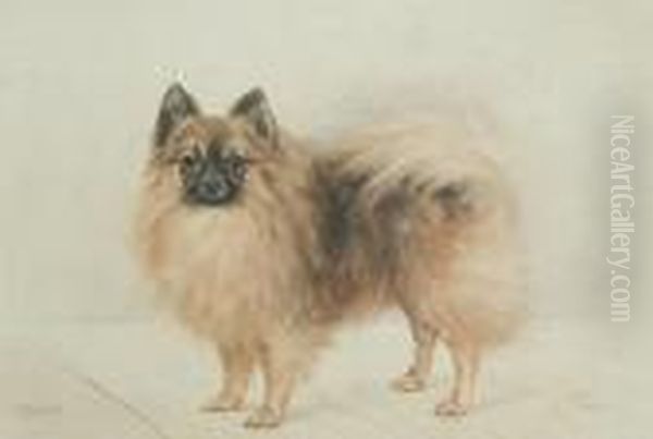 Bijou, A Pomeranian - view 1