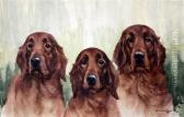 Portrait Of Three Irish Setters - view 1