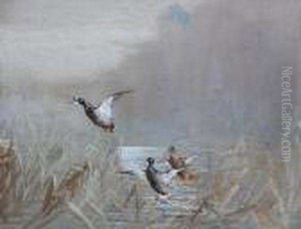 Mallards Taking Off From Reeds - view 1