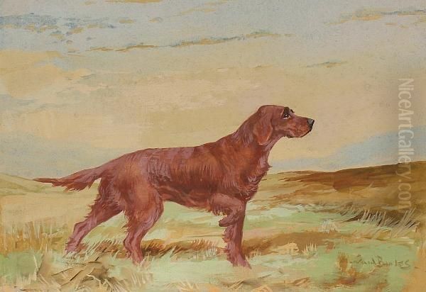 Irish Setter. - view 1