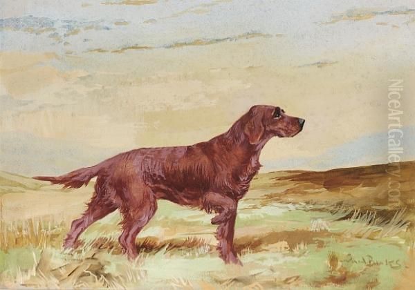 Irish Setter - view 1