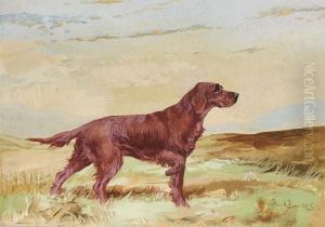 Irish Setter