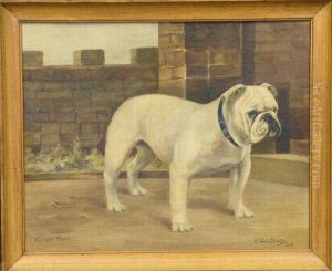 'ch. Oak Nona, An English Bulldog