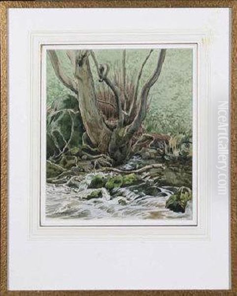 Tree Roots By A Stream - view 1