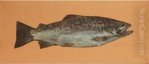 Studies Of Wild Brown Trout by Samuel John Lamorna Birch