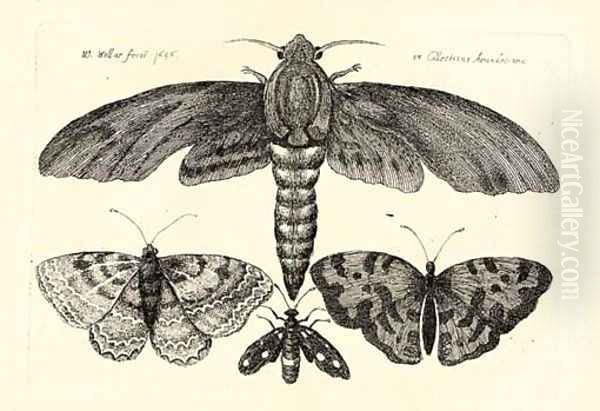 Nine plates, from the Muscarum Scarabeorum, Vermiumque Varie Figure et formae - view 1
