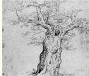 Etude D'arbre Etude D'arbre