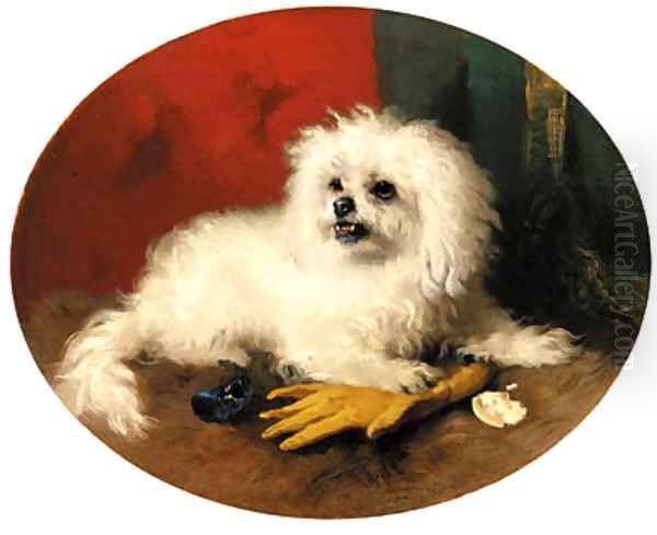 A Maltese Terrier - view 1