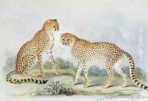 A Pair of Cheetahs from The Knowsley Menagerie by Benjamin Waterhouse Hawkins