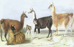 A Group of Llamas from The Knowsley Menagerie by Benjamin Waterhouse Hawkins