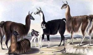 Llama Alpaca by Benjamin Waterhouse Hawkins