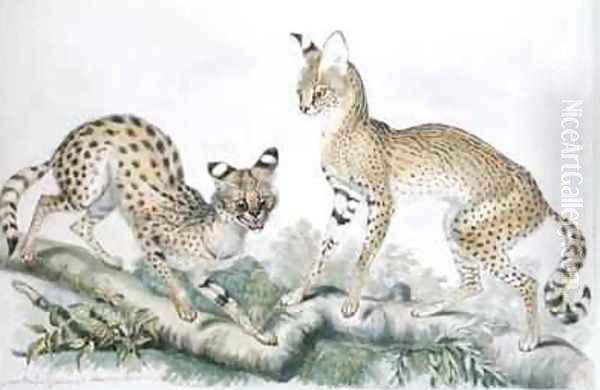 Felis Servalina from The Knowsley Menagerie - view 1