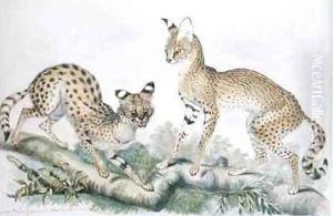 Felis Servalina from The Knowsley Menagerie by Benjamin Waterhouse Hawkins