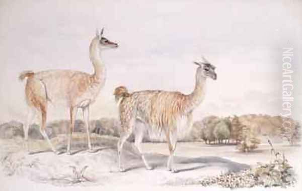 Guanaco from The Knowsley Menagerie - view 1