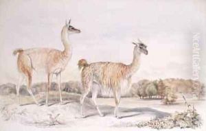 Guanaco from The Knowsley Menagerie by Benjamin Waterhouse Hawkins