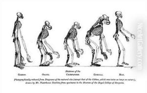 Skeletons of the Gibbon Orang utan Chimpanzee Gorilla and Man by Benjamin Waterhouse Hawkins