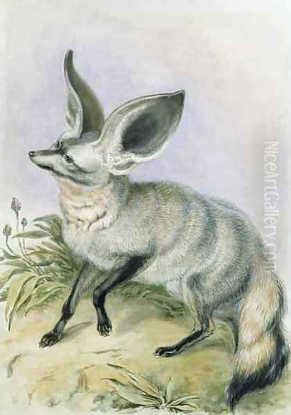 Long Eared Fox from the Knowsley Menagerie - view 1