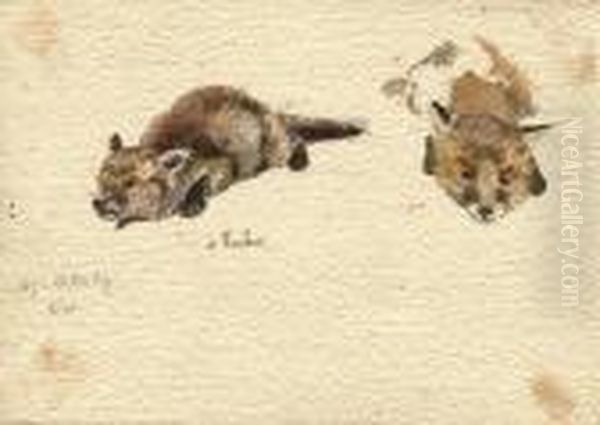 Renard A L'ombre - view 1