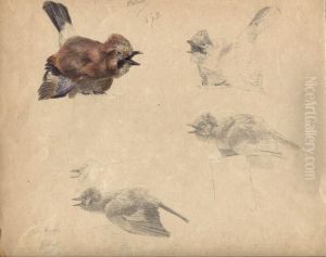 Oiseau Oiseau