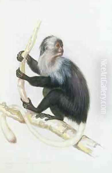 Colobus from The Knowsley Menagerie - view 1