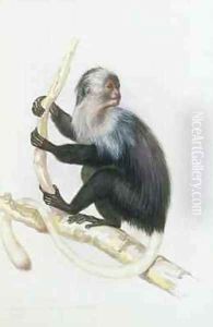 Colobus from The Knowsley Menagerie by Benjamin Waterhouse Hawkins