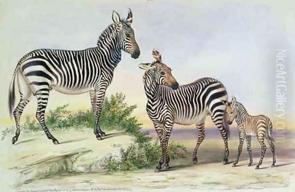 Mountain Zebra - view 1