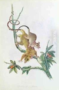 Philander opossum by Benjamin Waterhouse Hawkins
