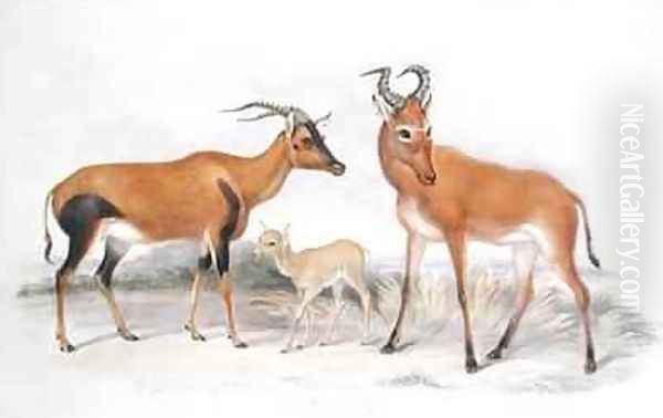 Damaliscus ancorrigum and Young and a Bubalis buselaphus from The Knowsley Menagerie - view 1