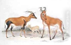 Damaliscus ancorrigum and Young and a Bubalis buselaphus from The Knowsley Menagerie by Benjamin Waterhouse Hawkins