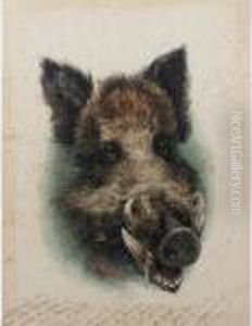 [head Of Wild Boar] by Karl Bodmer