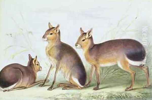 Patagonian cavy from The Knowsley Menagerie - view 1