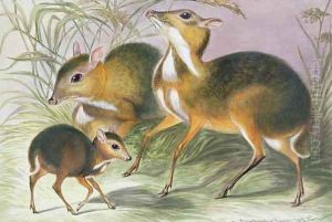 Javan chevrotain from The Knowsley Menagerie by Benjamin Waterhouse Hawkins