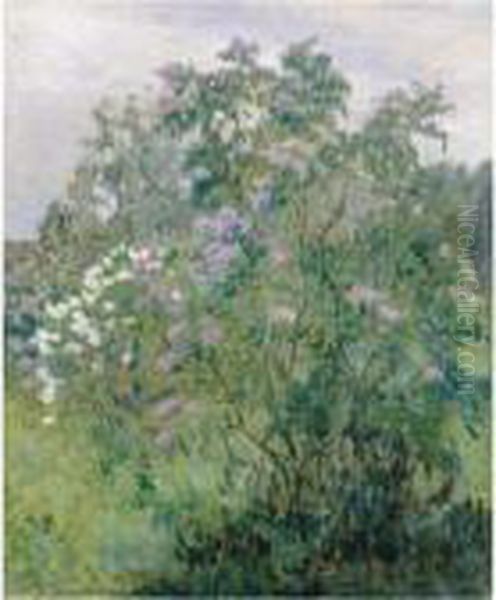 Lilac Bush - view 1