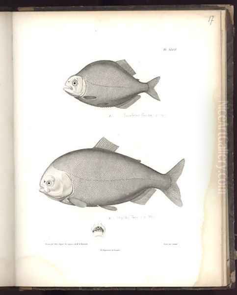Characidae - view 1