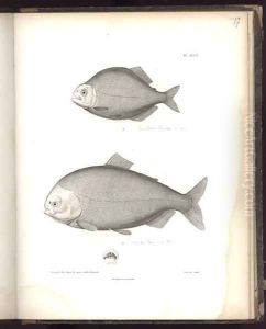 Characidae by Humboldt, Friedrich Alexander, Baron von